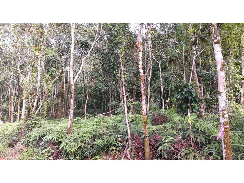 Lot 22 George Road, Daintree QLD 4873