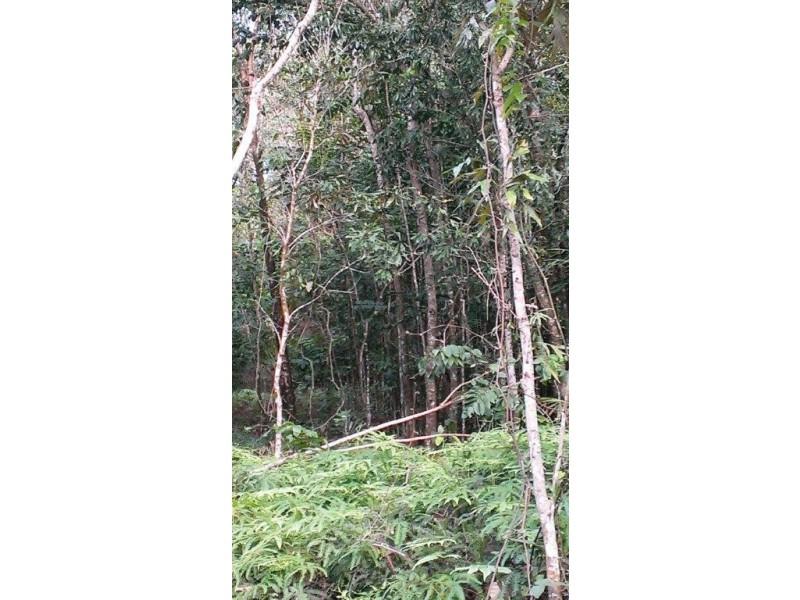 Lot 22 George Road, Daintree QLD 4873