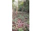 Lot 22 George Road, Daintree QLD 4873