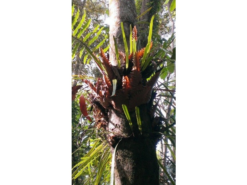 Lot 22 George Road, Daintree QLD 4873