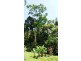 61 Palm Road, Daintree QLD 4873
