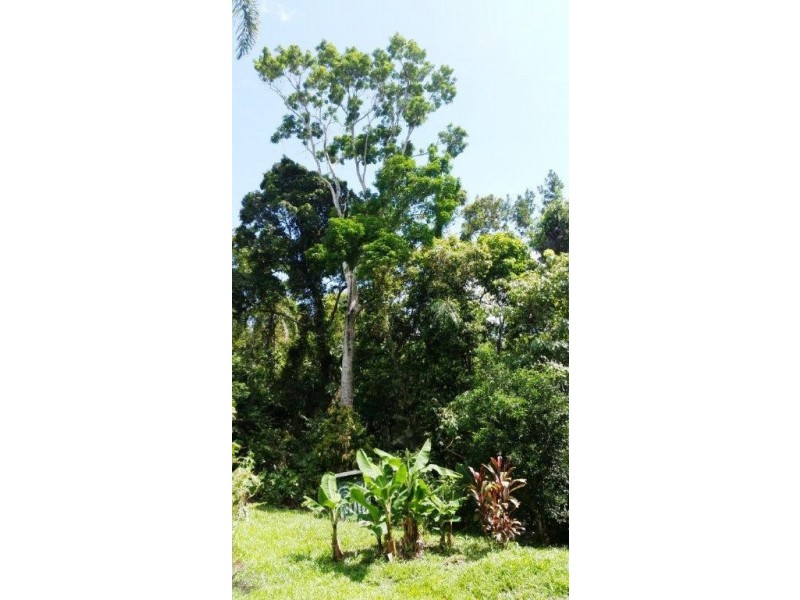 61 Palm Road, Daintree QLD 4873