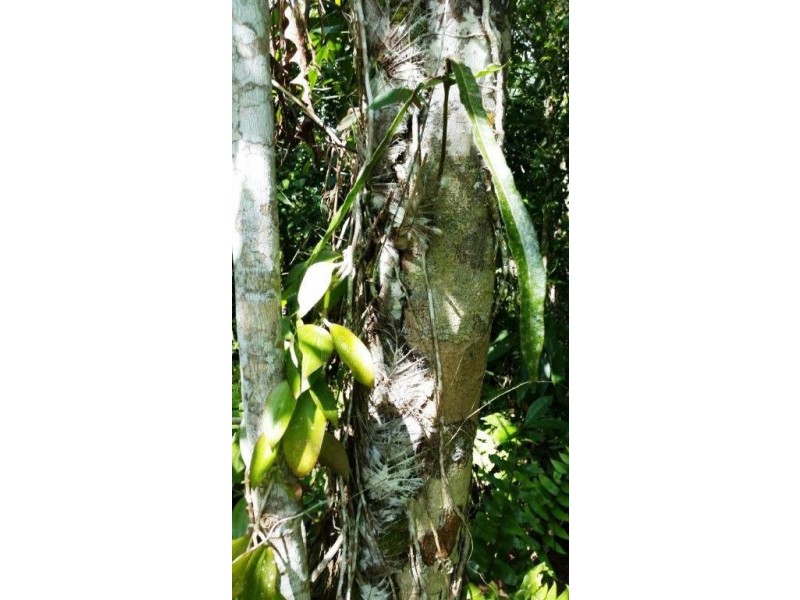 61 Palm Road, Daintree QLD 4873