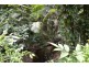 Lot 1 Gorge Road, Mossman QLD 4873