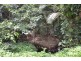 Lot 1 Gorge Road, Mossman QLD 4873