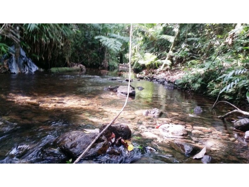 1466 Cape Tribulation Road, Daintree QLD 4873
