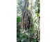 1466 Cape Tribulation Road, Daintree QLD 4873