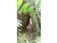 1466 Cape Tribulation Road, Daintree QLD 4873