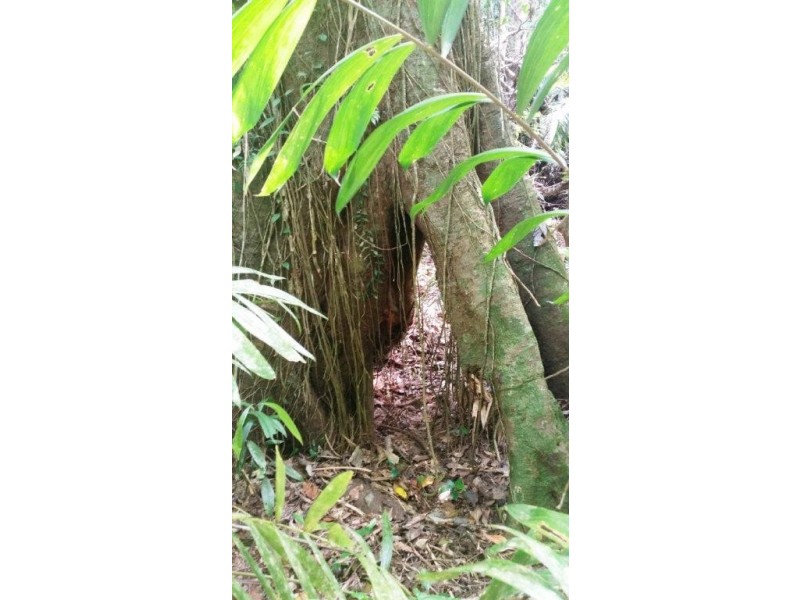 1466 Cape Tribulation Road, Daintree QLD 4873