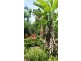 1466 Cape Tribulation Road, Daintree QLD 4873