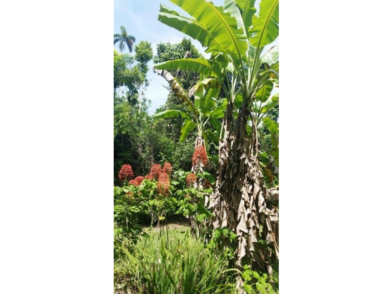 1466 Cape Tribulation Road, Daintree QLD 4873