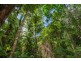 4 Buchanan Creek Road, Daintree QLD 4873