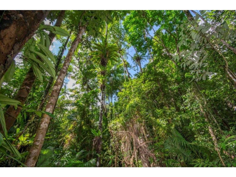 4 Buchanan Creek Road, Daintree QLD 4873