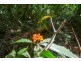 4 Buchanan Creek Road, Daintree QLD 4873