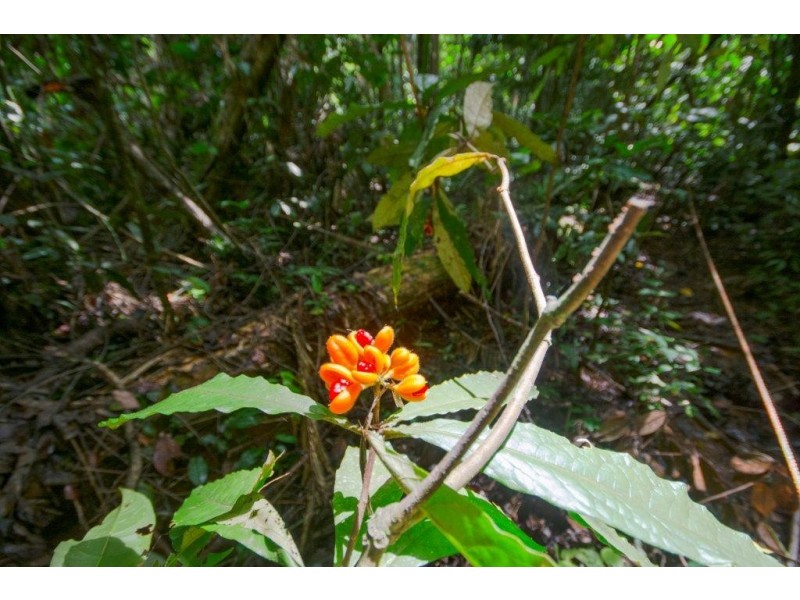 4 Buchanan Creek Road, Daintree QLD 4873
