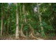 4 Buchanan Creek Road, Daintree QLD 4873
