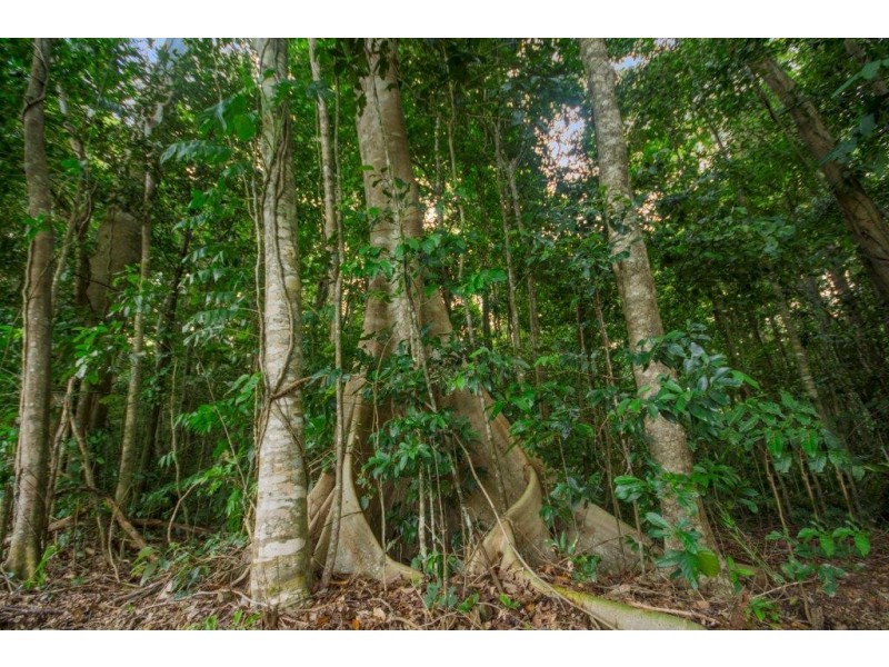 4 Buchanan Creek Road, Daintree QLD 4873