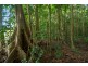 4 Buchanan Creek Road, Daintree QLD 4873
