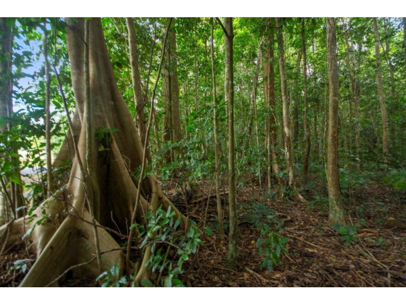 4 Buchanan Creek Road, Daintree QLD 4873