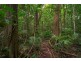 4 Buchanan Creek Road, Daintree QLD 4873
