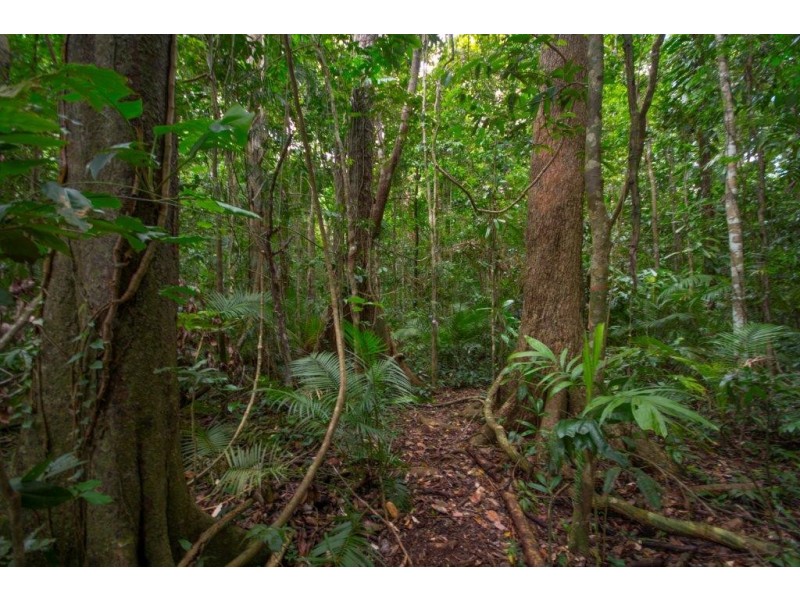 4 Buchanan Creek Road, Daintree QLD 4873