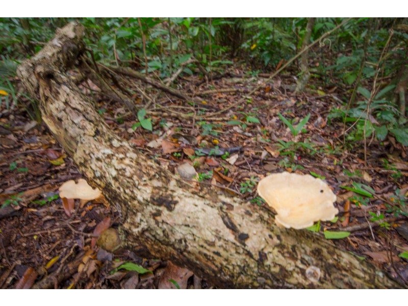 4 Buchanan Creek Road, Daintree QLD 4873