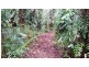 68 Forest Creek Road, Daintree QLD 4873