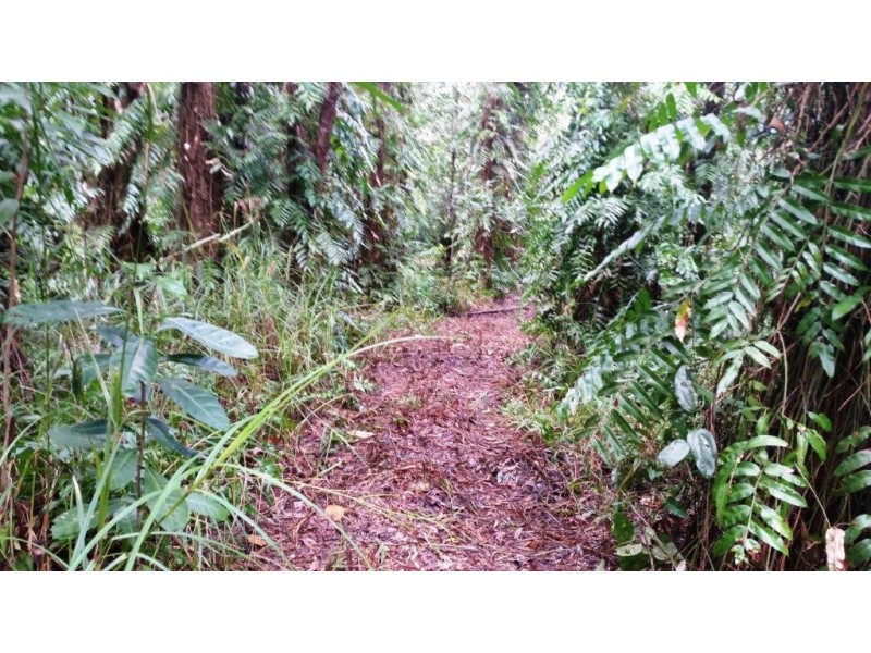 68 Forest Creek Road, Daintree QLD 4873