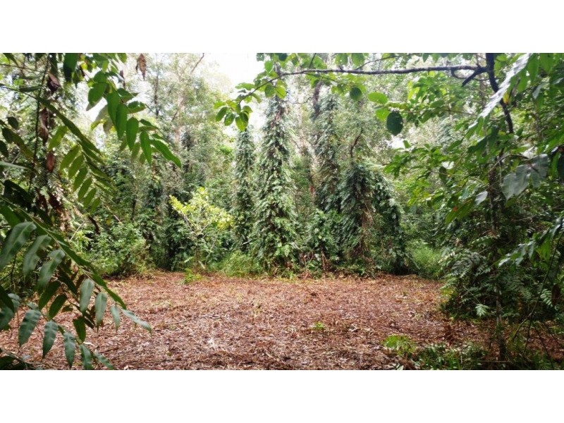 68 Forest Creek Road, Daintree QLD 4873