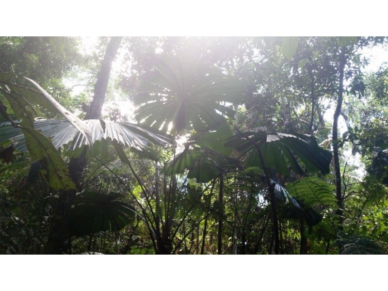 22 Forest Close, Daintree QLD 4873