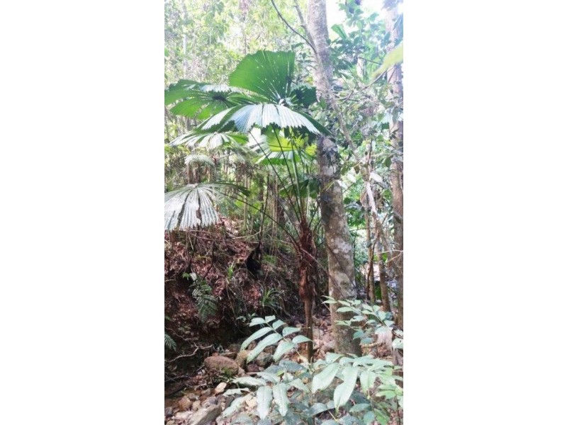 22 Forest Close, Daintree QLD 4873