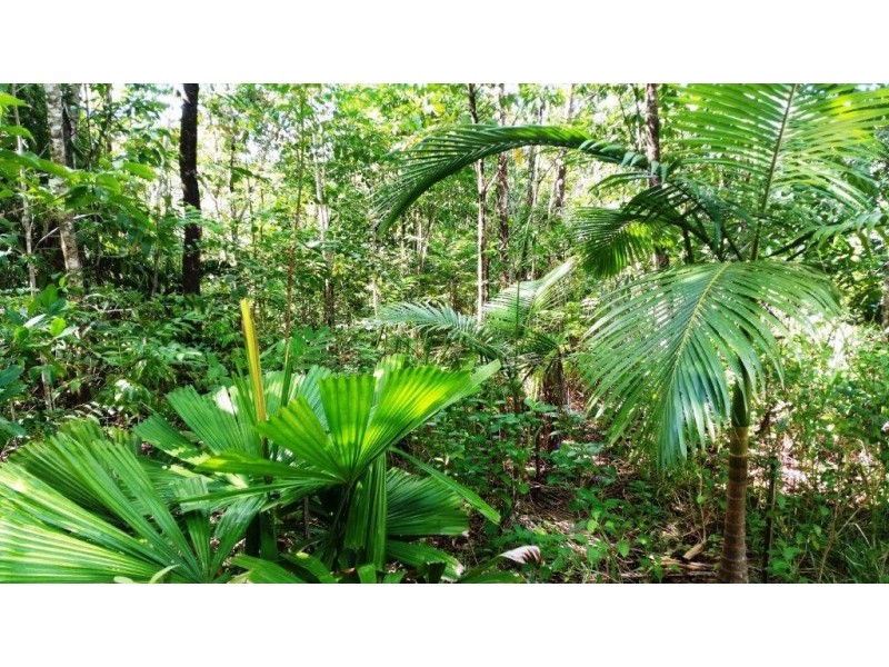 36 Mahogany Road, Daintree QLD 4873