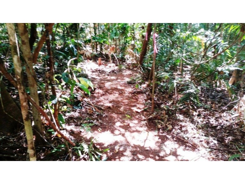 515 Silver Ash Road, Daintree QLD 4873