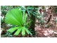 515 Silver Ash Road, Daintree QLD 4873