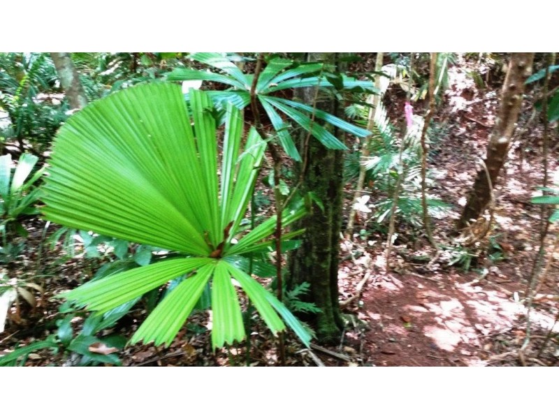 515 Silver Ash Road, Daintree QLD 4873