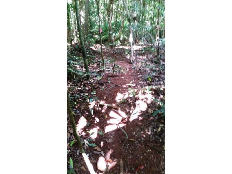 515 Silver Ash Road, Daintree QLD 4873