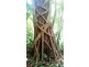 515 Silver Ash Road, Daintree QLD 4873