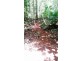 515 Silver Ash Road, Daintree QLD 4873