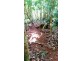 515 Silver Ash Road, Daintree QLD 4873