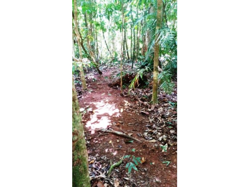 515 Silver Ash Road, Daintree QLD 4873