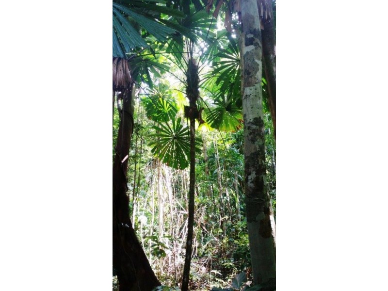 515 Silver Ash Road, Daintree QLD 4873