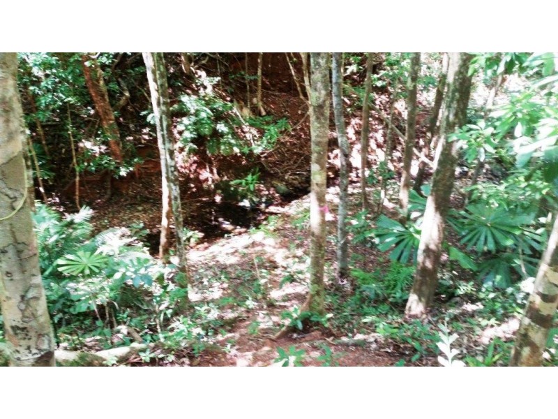 515 Silver Ash Road, Daintree QLD 4873