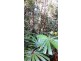 2 Cape Tribulation Road DIWAN, Daintree QLD 4873