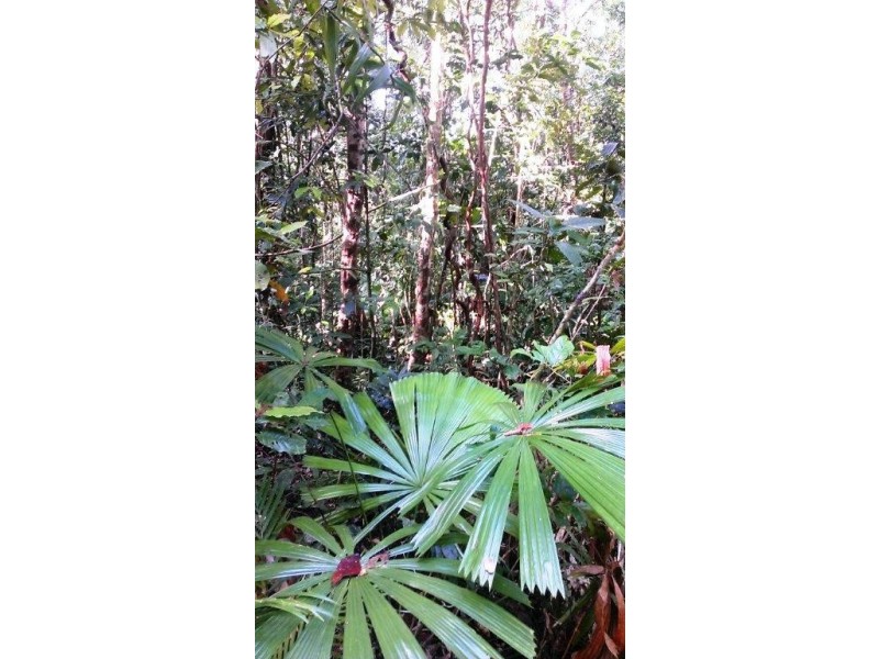 2 Cape Tribulation Road DIWAN, Daintree QLD 4873