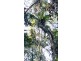 2 Cape Tribulation Road DIWAN, Daintree QLD 4873