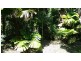 3 Cypress Road, Daintree QLD 4873
