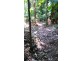 3 Cypress Road, Daintree QLD 4873