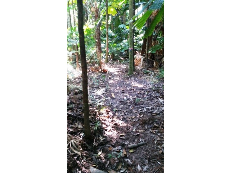 3 Cypress Road, Daintree QLD 4873