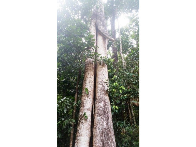 8 Buchanan Creek Rd, Daintree QLD 4873