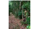 97 George Road, Daintree QLD 4873